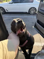 Athena, a female Cane Corso for sale in Dallas, TX – 2 of 6