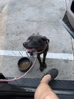 Athena, a female Cane Corso for sale in Dallas, TX – 4 of 6