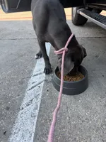 Athena, a female Cane Corso for sale in Dallas, TX – 6 of 6