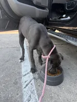 Athena, a female Cane Corso for sale in Dallas, TX – 5 of 6