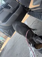 Athena, a female Cane Corso for sale in Dallas, TX – 3 of 6