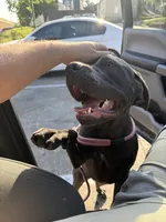 Athena, a female Cane Corso for sale in Dallas, TX – 1 of 6