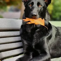 processed/8d14e83d-7a64-4135-90e9-f5aaf3f9373e/facility/3a09239c-1dce-464b-a0bc-f39e795829ec