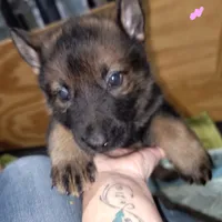 Sable Female - Pink, a female German Shepherd Dog for sale in Rice Lake, WI – Photo 4 of 6