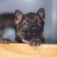 Sable Female - Pink, a female German Shepherd Dog for sale in Rice Lake, WI – Photo 5 of 6