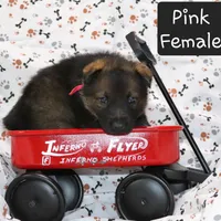 Sable Female - Pink, a female German Shepherd Dog for sale in Rice Lake, WI – Photo 2 of 6