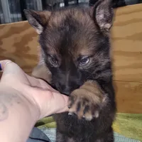 Sable Female - Pink, a female German Shepherd Dog for sale in Rice Lake, WI – Photo 6 of 6