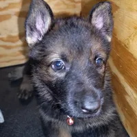 Sable Female - Pink, a female German Shepherd Dog for sale in Rice Lake, WI – Photo 1 of 6