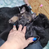 Sable Female - Pink, a female German Shepherd Dog for sale in Rice Lake, WI – Photo 3 of 6