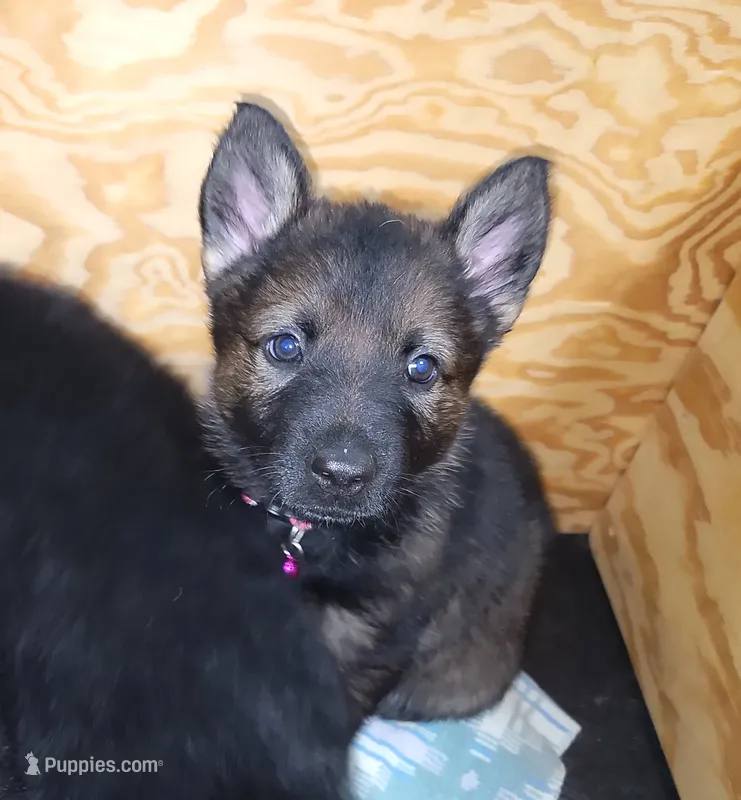 Sable Female - Purple