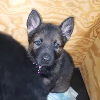 Sable Female - Purple, a female German Shepherd Dog for sale in Rice Lake, WI – Photo 1 of 7