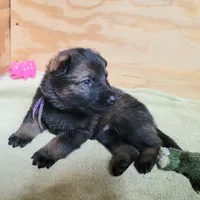 Sable Female - Purple, a female German Shepherd Dog for sale in Rice Lake, WI – Photo 2 of 7