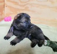 Sable Female - Purple, a female German Shepherd Dog for sale in Rice Lake, WI – Photo 2 of 7