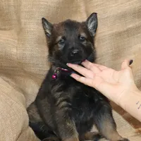 Sable Female - Purple, a female German Shepherd Dog for sale in Rice Lake, WI – Photo 4 of 7