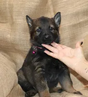 Sable Female - Purple, a female German Shepherd Dog for sale in Rice Lake, WI – Photo 4 of 7