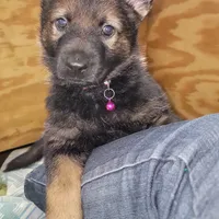 Sable Female - Purple, a female German Shepherd Dog for sale in Rice Lake, WI – Photo 3 of 7