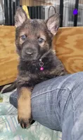 Sable Female - Purple, a female German Shepherd Dog for sale in Rice Lake, WI – Photo 3 of 7