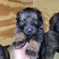 Sable Female - Purple, a female German Shepherd Dog for sale in Rice Lake, WI – Photo 5 of 7