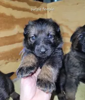 Sable Female - Purple, a female German Shepherd Dog for sale in Rice Lake, WI – Photo 5 of 7