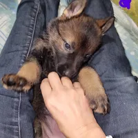 Sable Female - Purple, a female German Shepherd Dog for sale in Rice Lake, WI – Photo 7 of 7