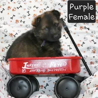 Sable Female - Purple, a female German Shepherd Dog for sale in Rice Lake, WI – Photo 6 of 7