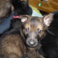 Sable Female - Teal, a female German Shepherd Dog for sale in Rice Lake, WI – Photo 6 of 8