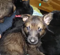 Sable Female - Teal, a female German Shepherd Dog for sale in Rice Lake, WI – Photo 6 of 8