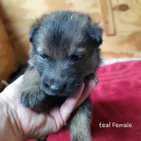 Sable Female - Teal, a female German Shepherd Dog for sale in Rice Lake, WI – Photo 3 of 8