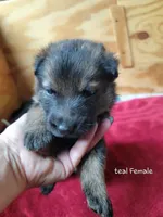 Sable Female - Teal, a female German Shepherd Dog for sale in Rice Lake, WI – Photo 3 of 8