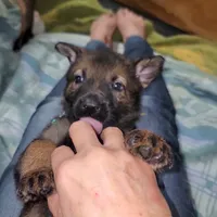 Sable Female - Teal, a female German Shepherd Dog for sale in Rice Lake, WI – Photo 5 of 8