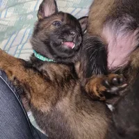 Sable Female - Teal, a female German Shepherd Dog for sale in Rice Lake, WI – Photo 8 of 8