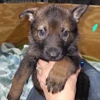 Sable Female - Teal, a female German Shepherd Dog for sale in Rice Lake, WI – Photo 7 of 8