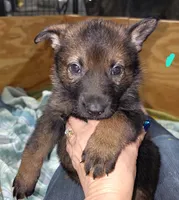 Sable Female - Teal, a female German Shepherd Dog for sale in Rice Lake, WI – Photo 7 of 8