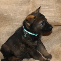Sable Female - Teal, a female German Shepherd Dog for sale in Rice Lake, WI – Photo 4 of 8