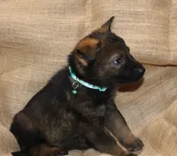 Sable Female - Teal, a female German Shepherd Dog for sale in Rice Lake, WI – Photo 4 of 8