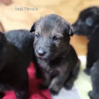 Sable Female - Teal, a female German Shepherd Dog for sale in Rice Lake, WI – Photo 2 of 8