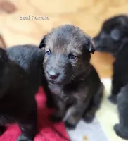 Sable Female - Teal, a female German Shepherd Dog for sale in Rice Lake, WI – Photo 2 of 8