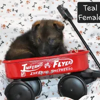 Sable Female - Teal, a female German Shepherd Dog for sale in Rice Lake, WI – Photo 1 of 8