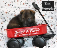 Sable Female - Teal, a female German Shepherd Dog for sale in Rice Lake, WI – Photo 1 of 8