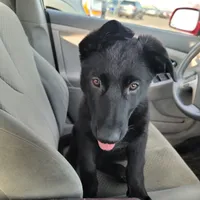 Phoenix, a female German Shepherd Dog for sale in Rice Lake, WI – Photo 7 of 7