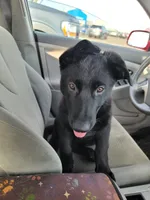 Phoenix, a female German Shepherd Dog for sale in Rice Lake, WI – Photo 7 of 7