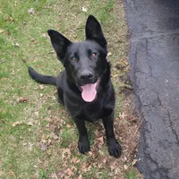 Phoenix, a female German Shepherd Dog for sale in Rice Lake, WI – Photo 1 of 7