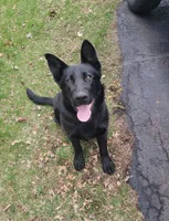 Phoenix, a female German Shepherd Dog for sale in Rice Lake, WI – Photo 1 of 7