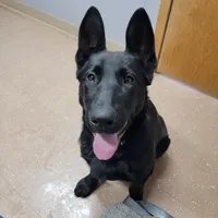 Phoenix, a female German Shepherd Dog for sale in Rice Lake, WI – Photo 5 of 7