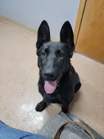 Phoenix, a female German Shepherd Dog for sale in Rice Lake, WI – Photo 5 of 7