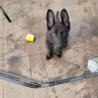 Phoenix, a female German Shepherd Dog for sale in Rice Lake, WI – Photo 6 of 7