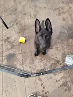 Phoenix, a female German Shepherd Dog for sale in Rice Lake, WI – Photo 6 of 7