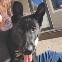 Phoenix, a female German Shepherd Dog for sale in Rice Lake, WI – Photo 4 of 7
