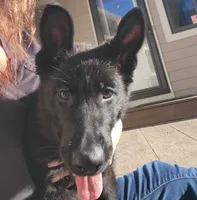 Phoenix, a female German Shepherd Dog for sale in Rice Lake, WI – Photo 4 of 7