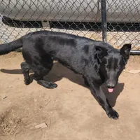 Phoenix, a female German Shepherd Dog for sale in Rice Lake, WI – Photo 2 of 7